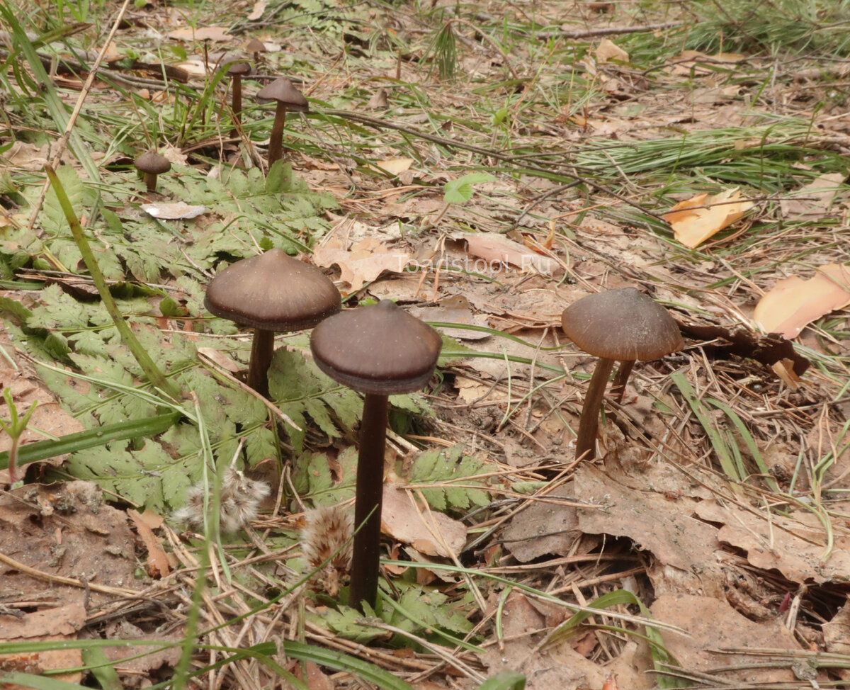 Кто не знаком с весенней энтоломой, тот и не оценит, насколько это аккуратные и фотогеничные экземпляры! (фото И.Лебединского)