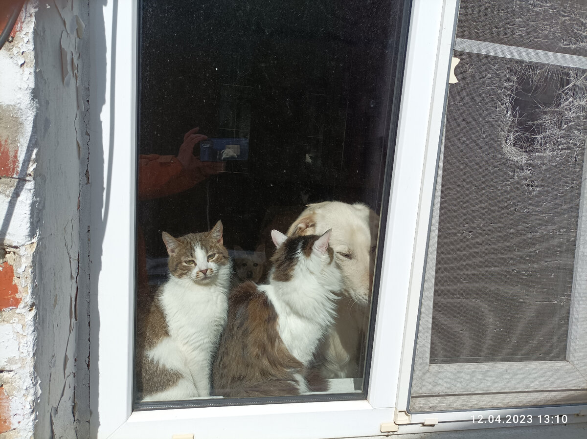 Москитные сетки кошки разодрали в конце августа прошлого года. 