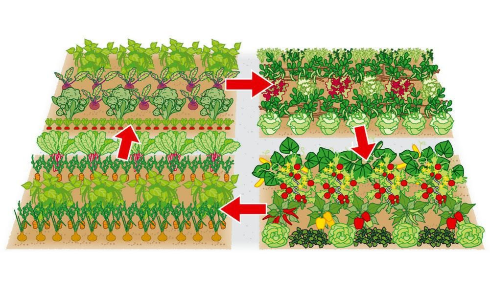 Схема смешанных посадок овощей на огороде. Смешанные посадки овощей на грядке схемы. Смешанные грядки. Уплотненные посадки овощей на грядке.