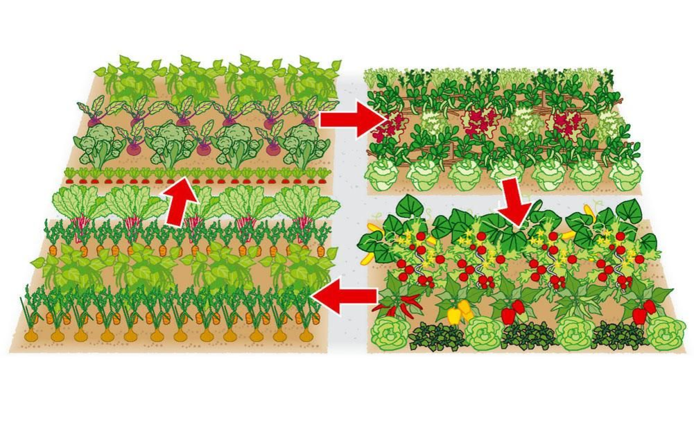 Сколько огорода посадить. Схема смешанных посадок овощей на огороде. Смешанные посадки овощей на грядке схемы. Смешанные грядки. Уплотненные посадки овощей на грядке.