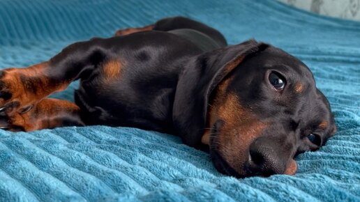 Такса блоггер симба. Такса вампир. Такса блоггер симба. Такса блоггер симба. Такса блоггер симба.