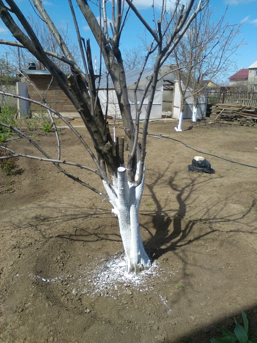 Белим деревья в саду весной от вредителей. Побелка деревьев. Белить деревья. Побелка деревьев ореха. Побелка столбов.