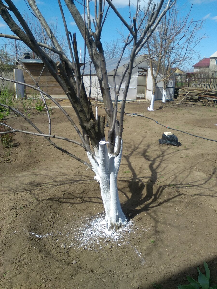 Можно ли белить деревья весной. Побелка деревьев. Белить деревья. Побелка деревьев ореха. Побелка столбов.