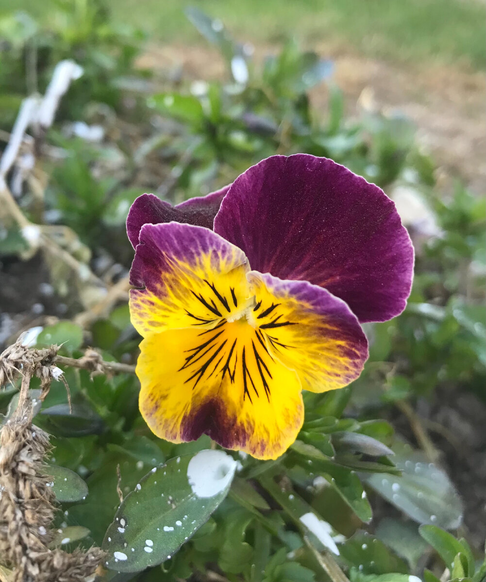 Вот такие цветочки радуют нас в апреле