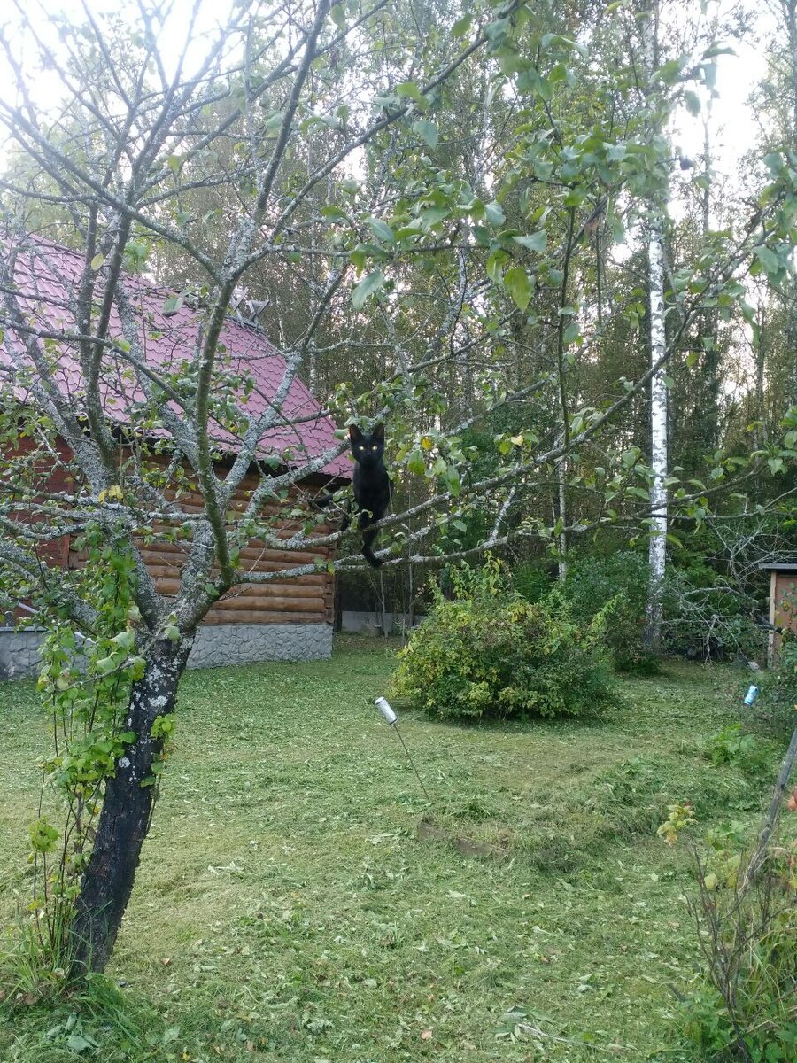 Сад подписчицы Дачного агронома 