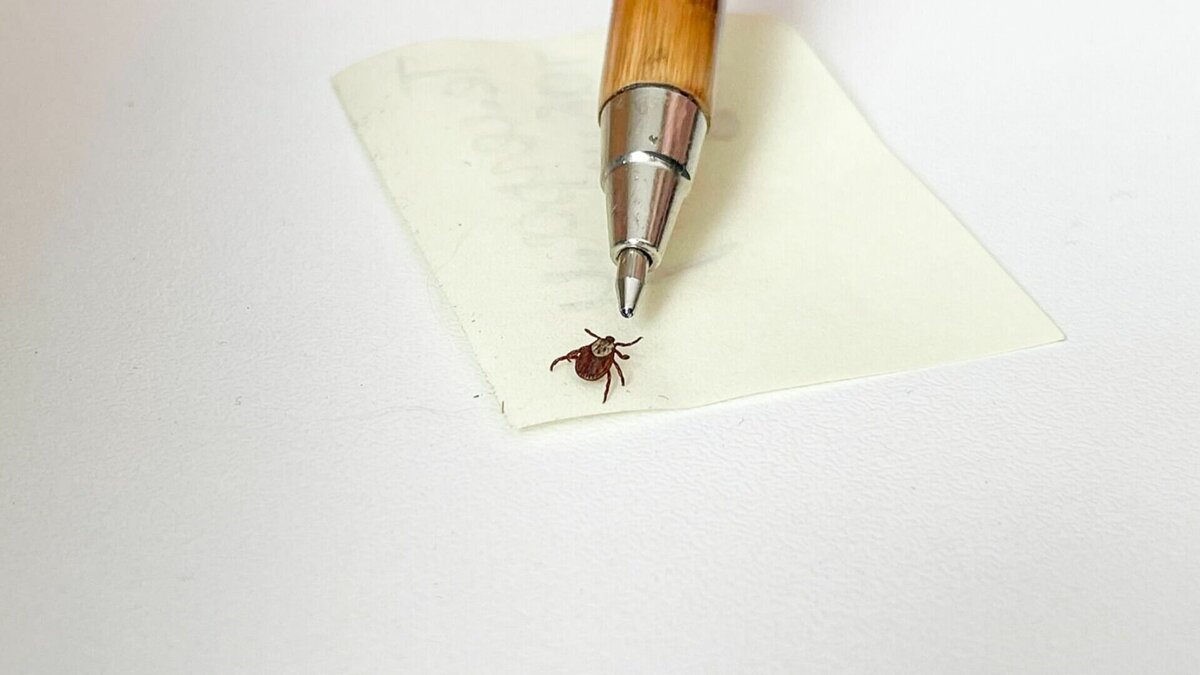     С начала 2023 года 319 человек обратились с жалобой на укусы клещей в Нижегородской области. Об этом сообщила замглавы Роспотребнадзора региона Наталья Садыкова на брифинге в ЦУР 20 апреля.