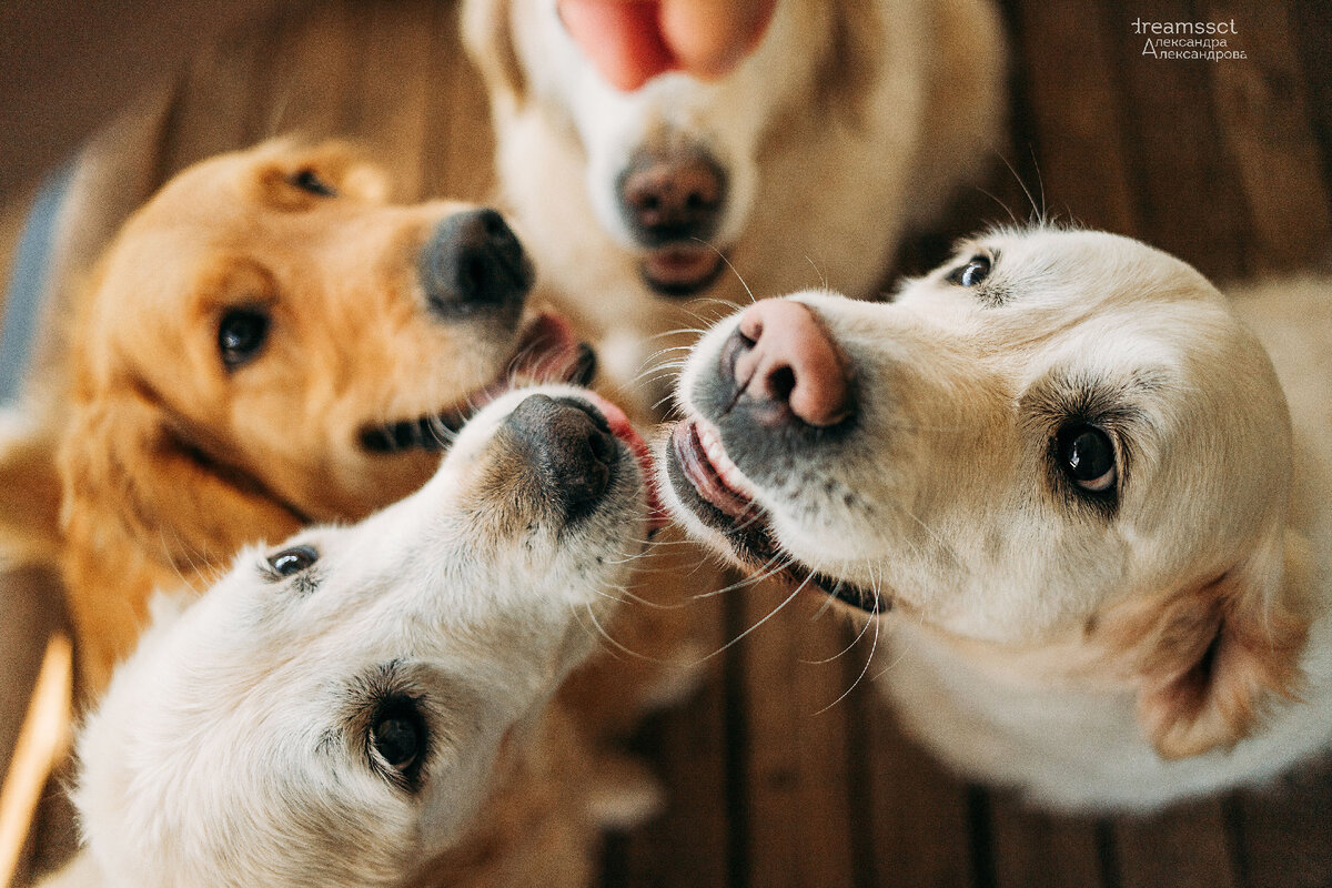 На фото наши золотистые ретриверы.