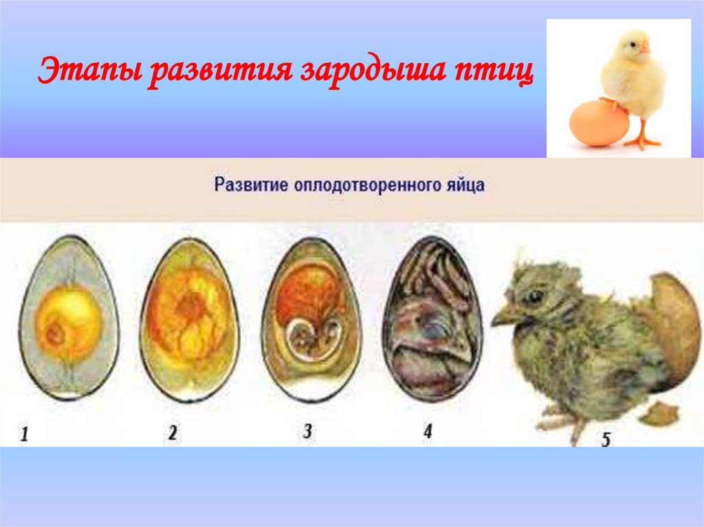 Строение куриного яйца с зародышем. Периоды развития эмбриона курицы. Развитие яйца у птиц. Этапы развития птиц.