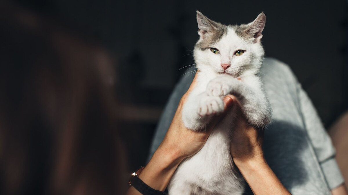 Помнят ли кошки своих родителей и первых хозяев | Питомцы Mail.ru | Дзен