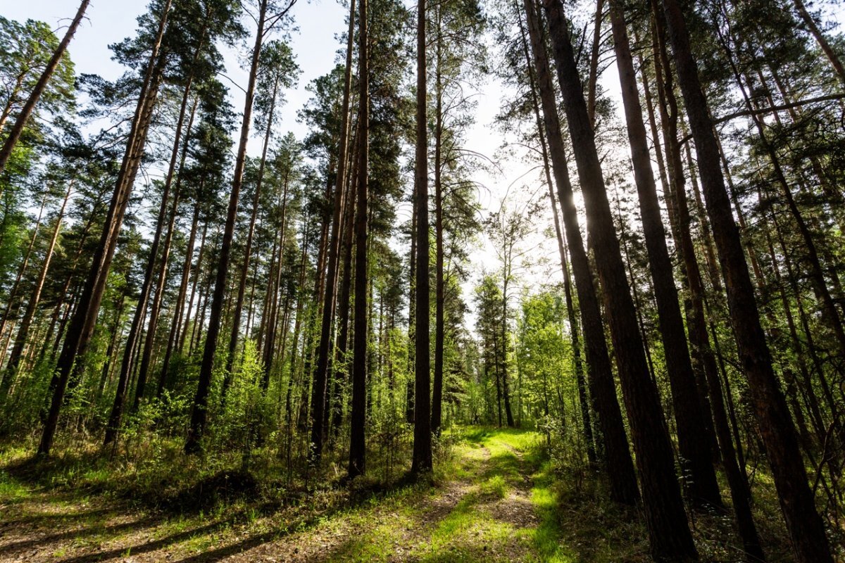    Очевидцы сообщили о массовом убийстве лосей в Томской области