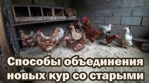 Как ввести новую курицу в старое стадо?