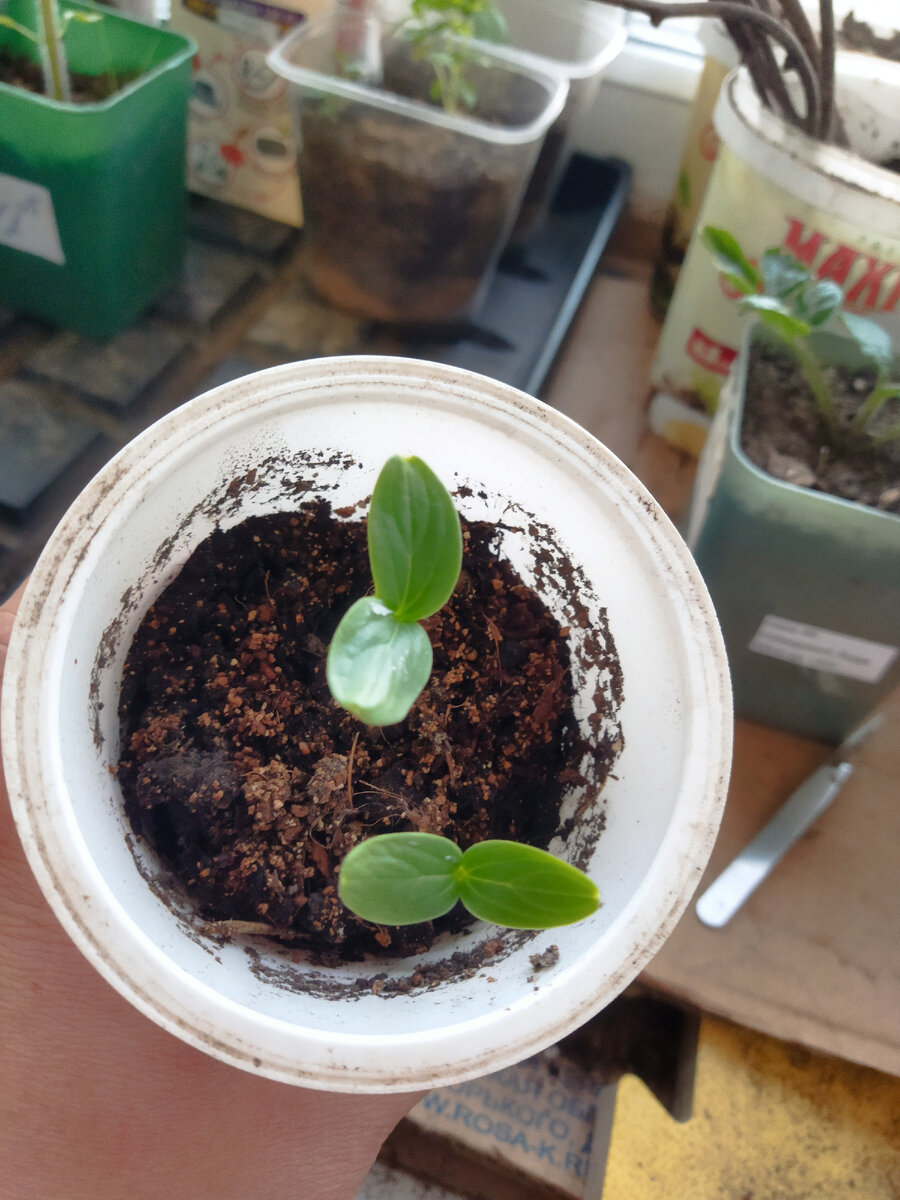 Опять взошло оба семечка.. Сажала сухими, не  обработаны. Взошел правда на 3 день.