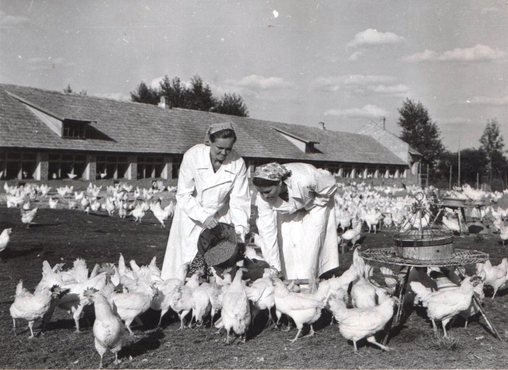 Курятина в СССР была дороже говядины, так как не было такого числа птицефабрик как сейчас