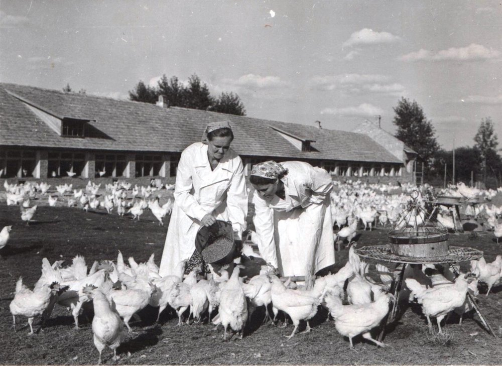 Кур город. Советские птичники. Советская птицеферма. Птицеводство в деревне. СССР Птицеводство.