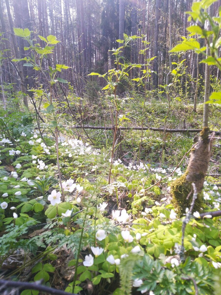 В лесу. Цветёт кислица.