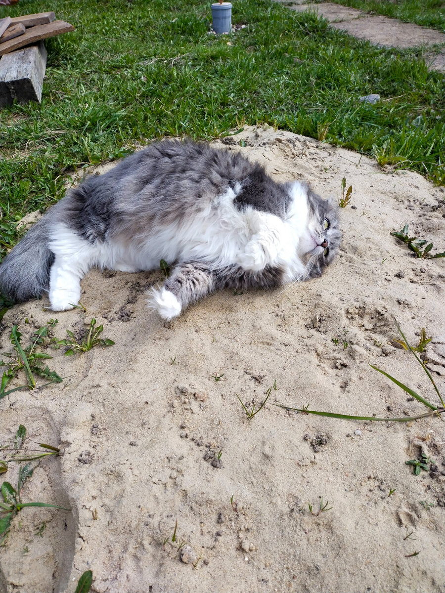 Кошка беспородная
