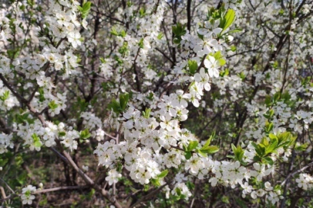    Аномально жаркая погода ждёт пермяков в последнюю неделю апреля