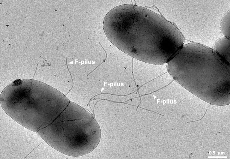    Бактериальные клетки соединились F-пилями для обмена генами / ©Jonasz Patkowski, Imperial College London