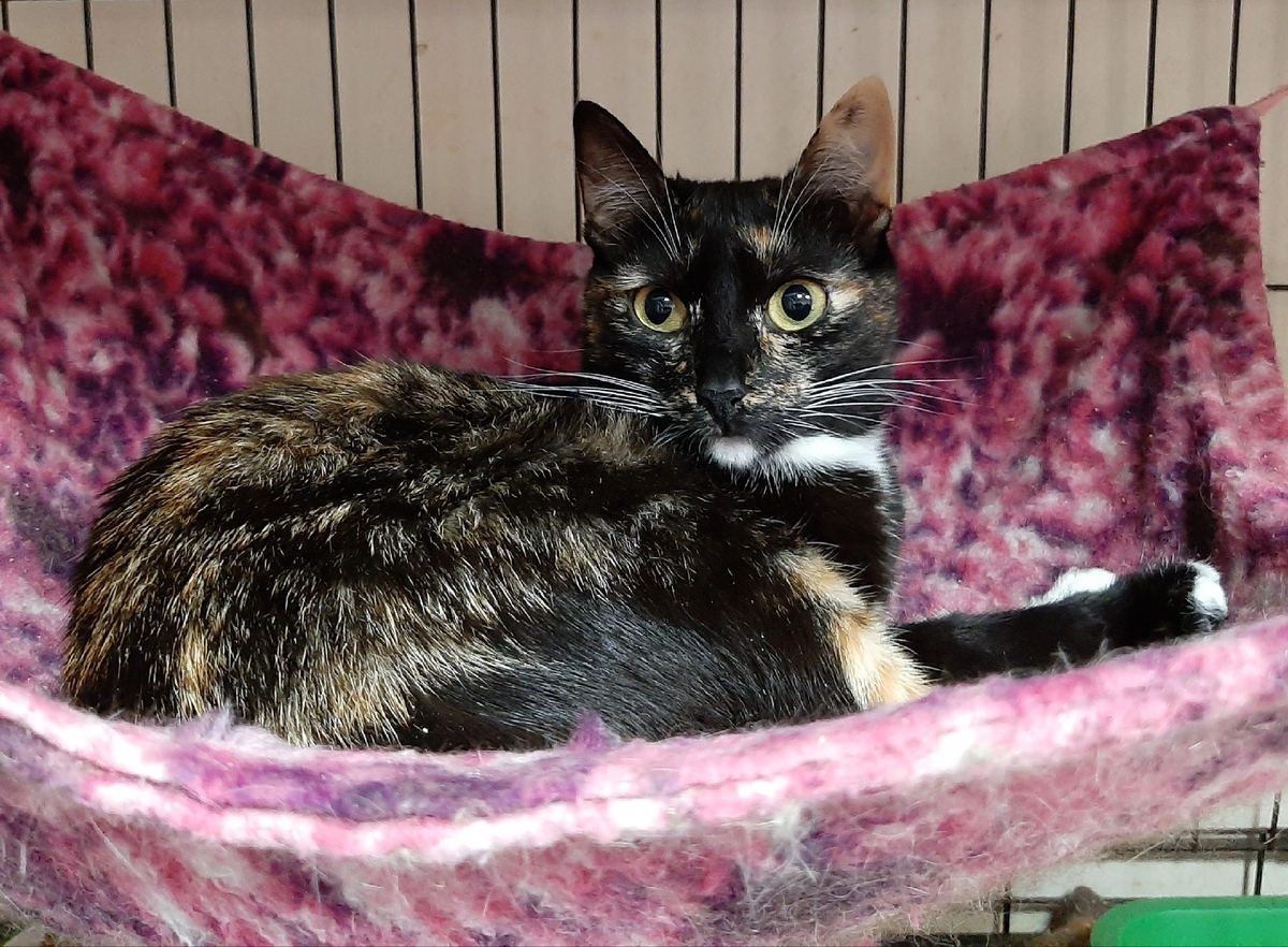 🚺 Молекула, 1 год. И даже айсберг зла способна растопить молекула тепла! 
Наша Молекула — это счастье, радость, красота. Как поселится она дома, так жизнь всей семьи станет радостнее и ярче. Энергичнее! Гармоничнее! С Молекулой не жизнь, а малина. Забирайте свою Молекулу счастья! ❤️