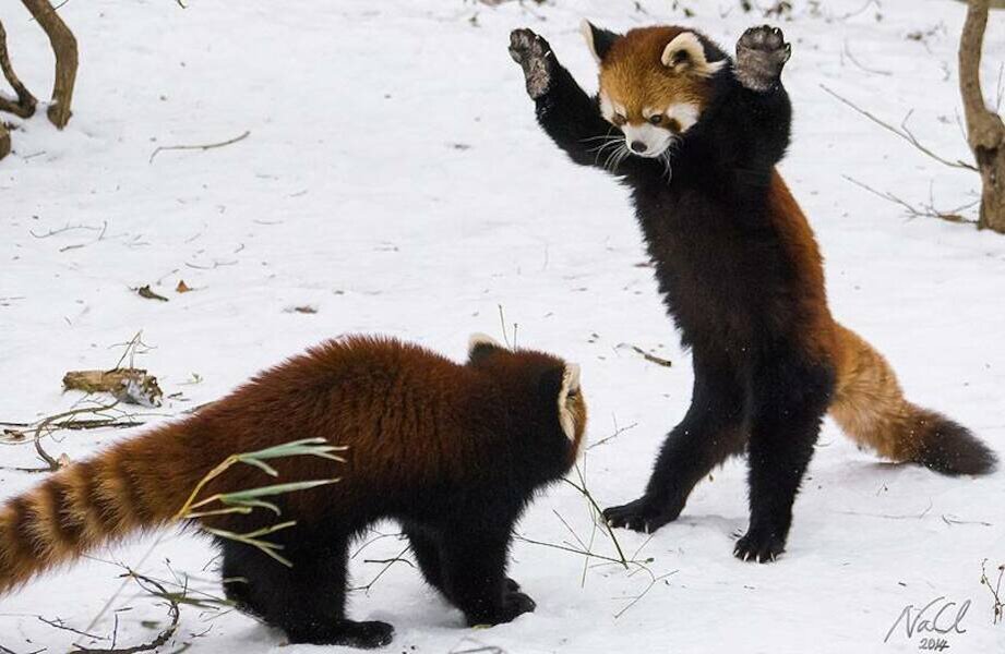    ​Фото: redpandanetwork.org
