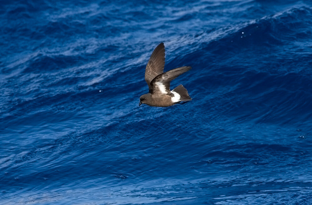 Кстати, русское название прямо отсылает к суеверию о том, что пернатые — это души моряков. Слово качурка происходит от слова «окочуриться».