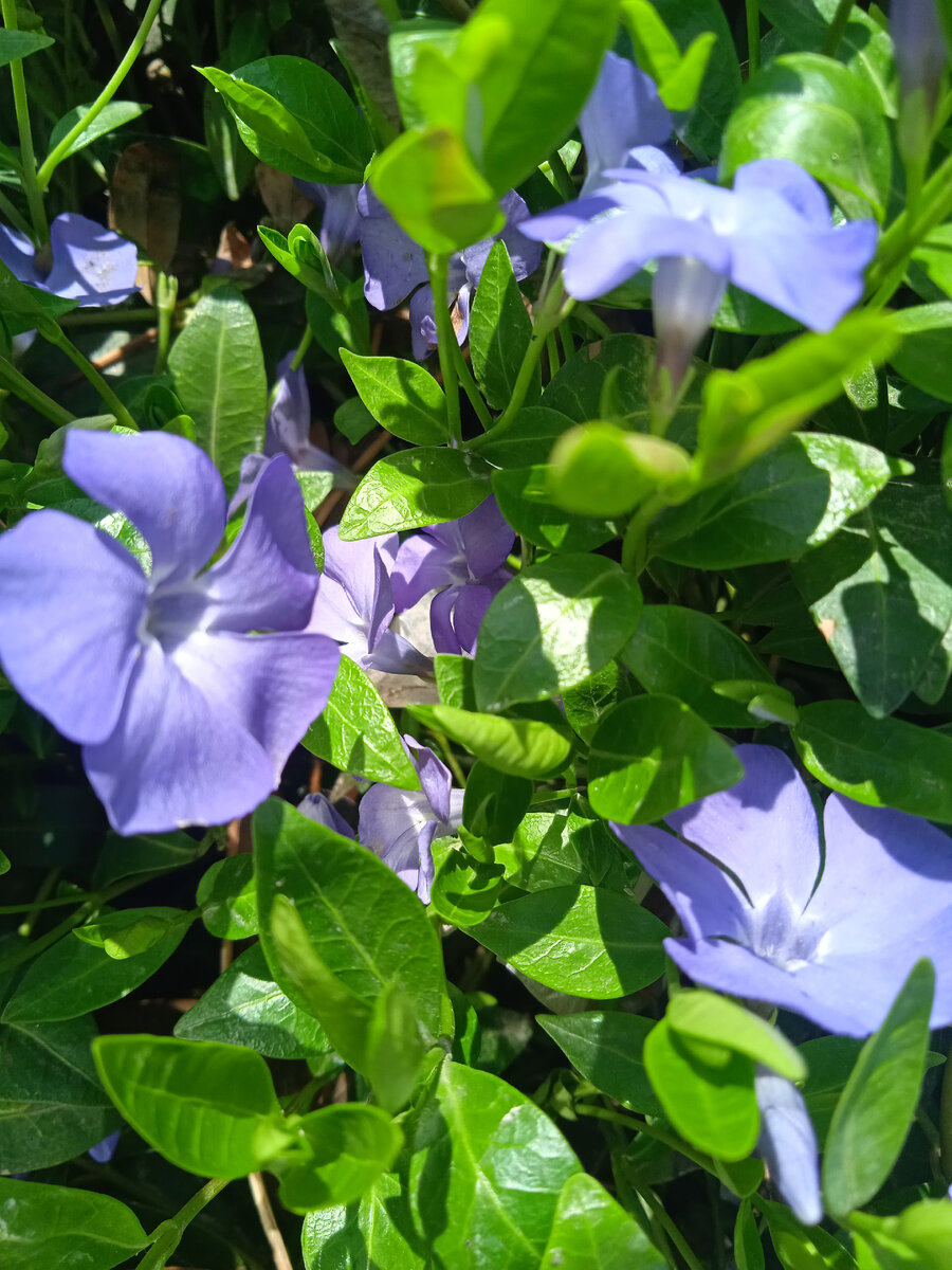 Цветёт барвинок