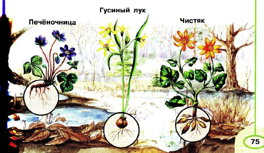 Раннецветущие растения рисунок