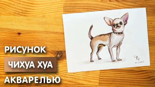 Как нарисовать Чихуахуа карандашом и акварелью начинающим | Рисунок поэтапно и легко для детей