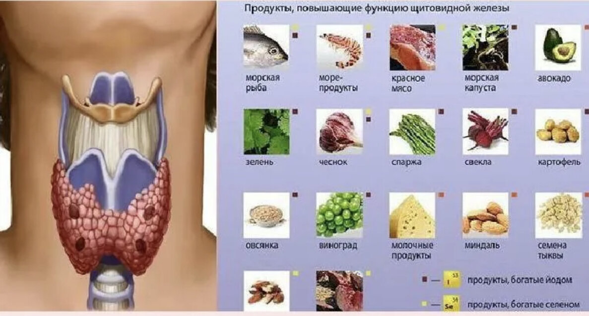 Щитовидная железа день. Продуктов для щитовидной железы. Полезная еда для щитовидной железы. Вредные продукты для щитовидной железы. Полезные продукты для щитовидки щитовидки.