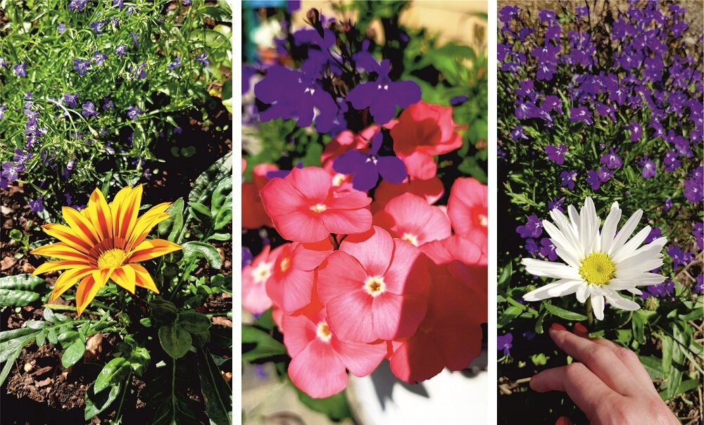    Лобелия успешно растет и пышно цветет как в открытом грунте, так и в кашпо. Является отличным компаньоном для многих цветущих растений (отлично сочетается с флоксами, львиным зевом, петуниями, бархатцами и др.)