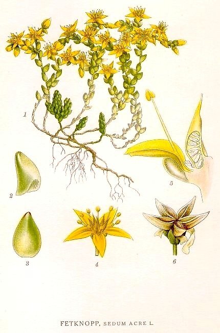 Ботаническая иллюстрация из книги К. А. М. Линдмана Bilder ur Nordens Flora, 1917—1926
