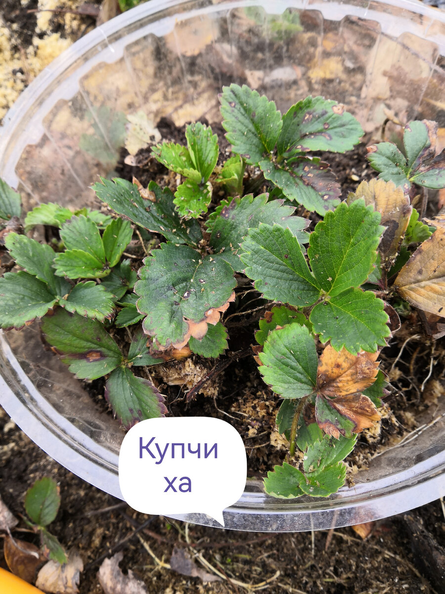 Подписывала себе в телефоне, чтобы не забыть)