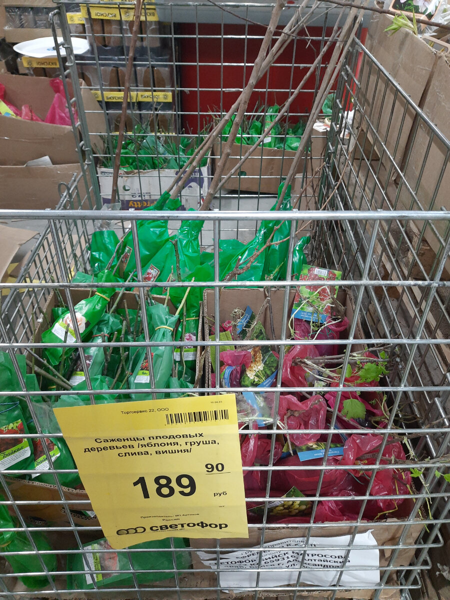 саженцы