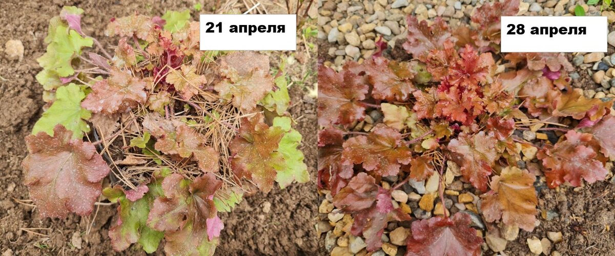 Фото пересаженной из тени гейхеры. Ни одно фото не ретушировано.