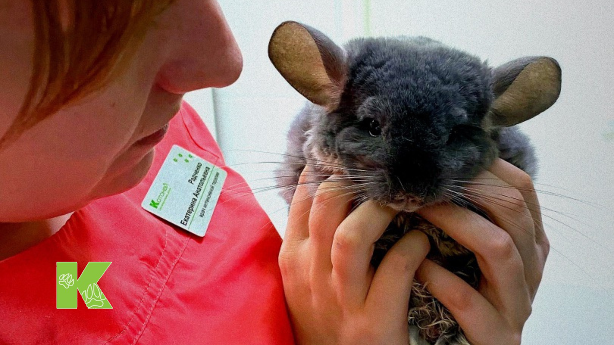 Несколько фактов о шиншиллах, прежде чем завести зверька. И обязательно уточняйте наличие специалиста по лечению этих пушистиков в вашем городе!