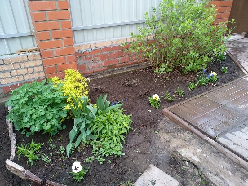 Уголок с многолетниками и гортензией 