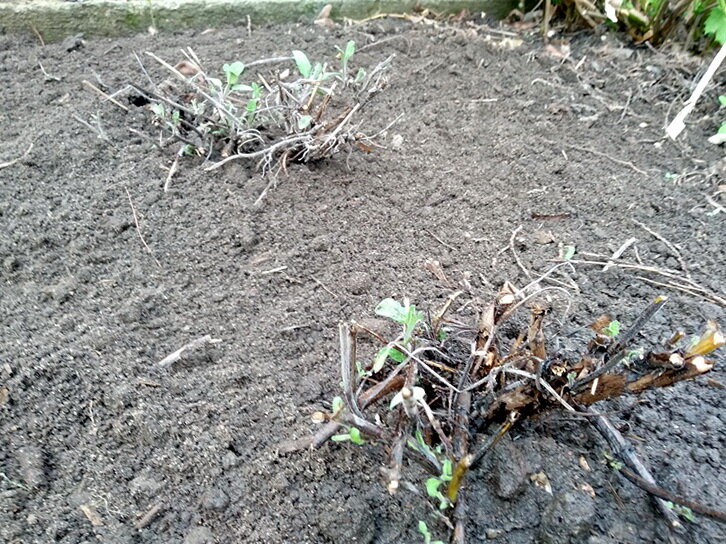 Кусты лекарственного шалфея после обрезки