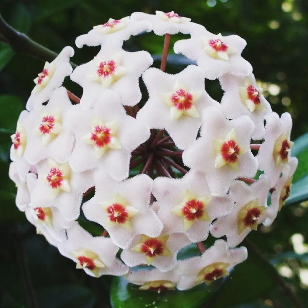 Зонтик (соцветие) в самый пик цветения