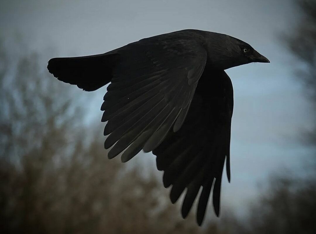 Ворон Степан