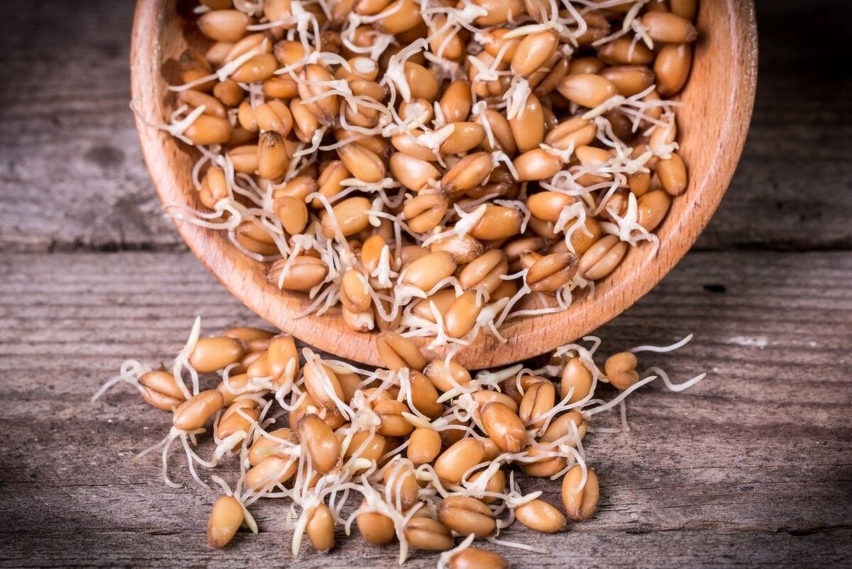 Рецепт приготовления самогона из пшеницы без проращивания в домашних условиях