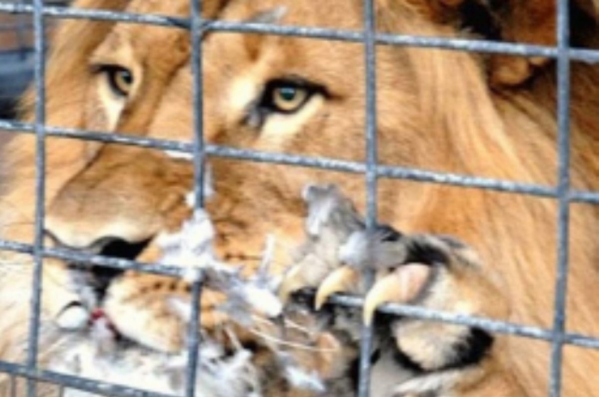    Львов, тигров, леопардов, пум и рысей обнаружили в частном зоопарке в КЧР