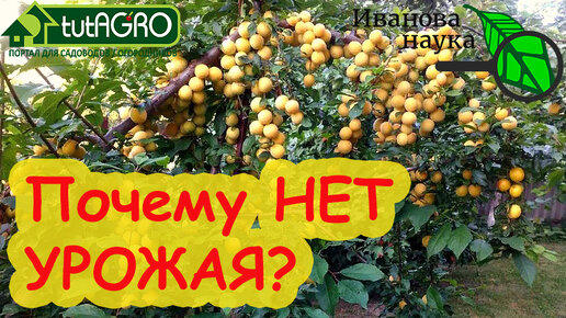 Descargar video: СЛИВА и ВИШНЯ НЕ РАДУЮТ УРОЖАЕМ? Мигом всё исправим! Вот почему косточковые не дают много плодов.