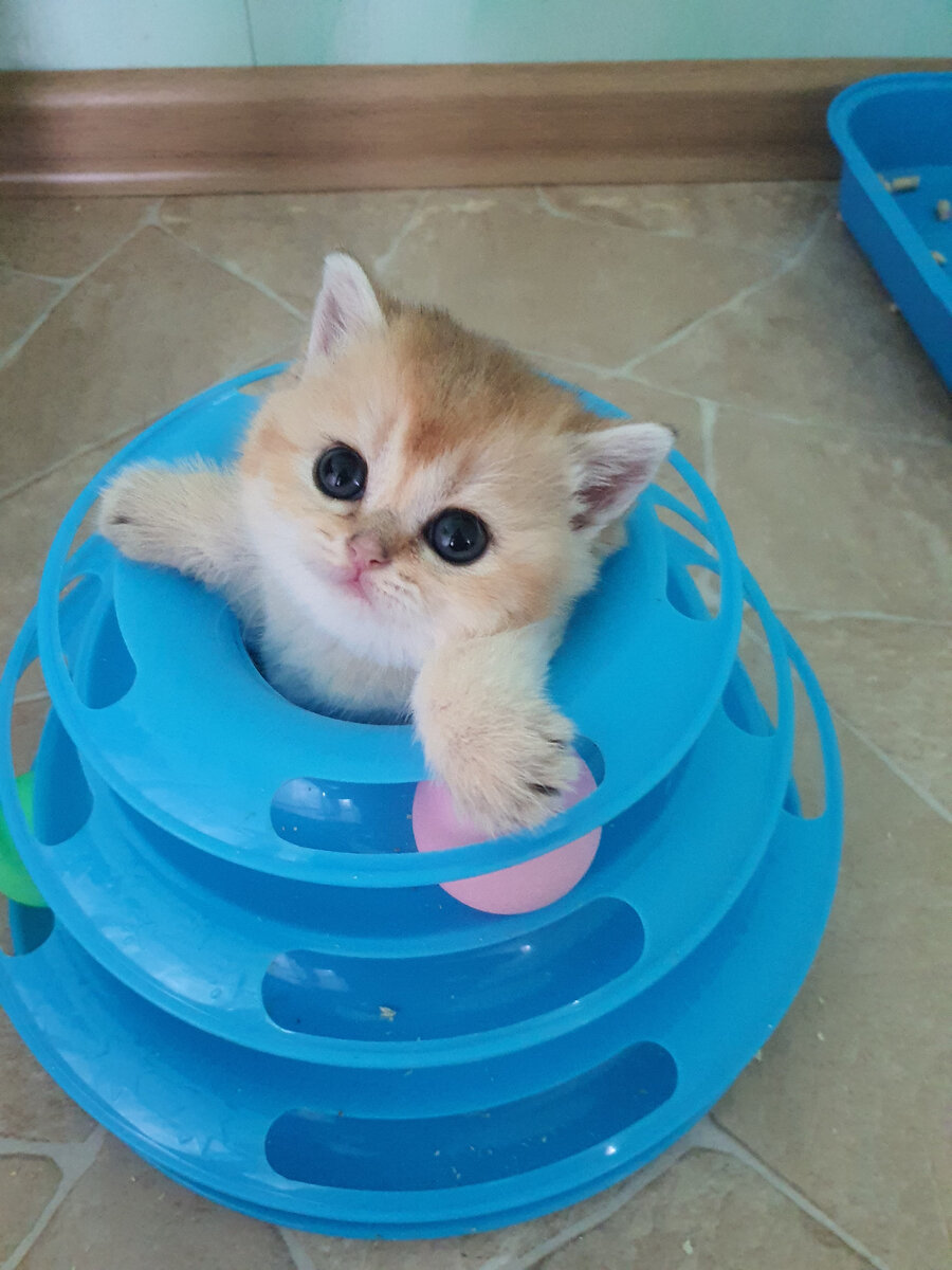 Золотой котенок питомника Максельроинт