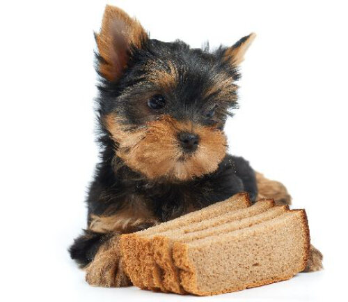 Можно ли собакам хлеб, как этот продукт может повлиять на здоровье питомца  | Лапа помощи | Дзен