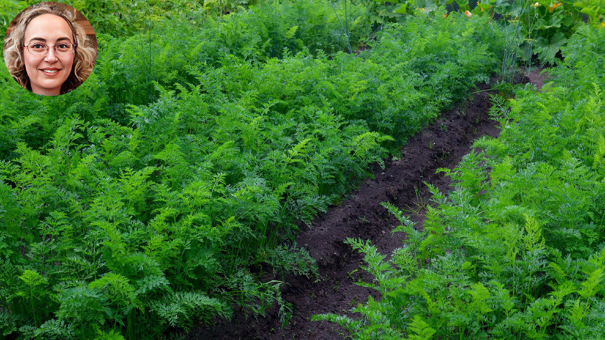 Но когда я говорю о том, что наслаждаюсь высадкой культур на своем участке, я совершенно не имею в виду манипуляции с морковью. По крайней мере так было ещё несколько лет назад. 