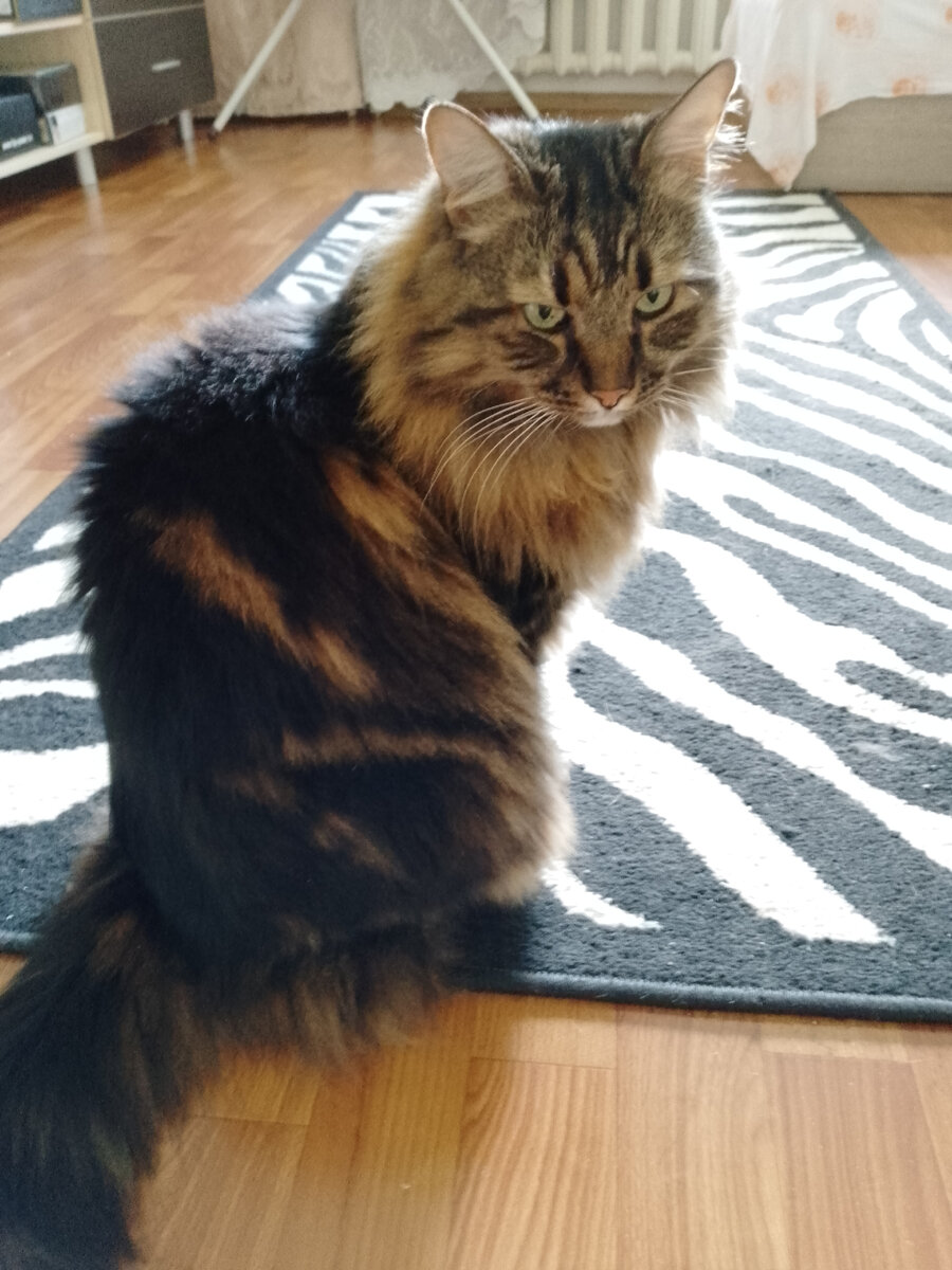 Котофей Кузя в задумчивости