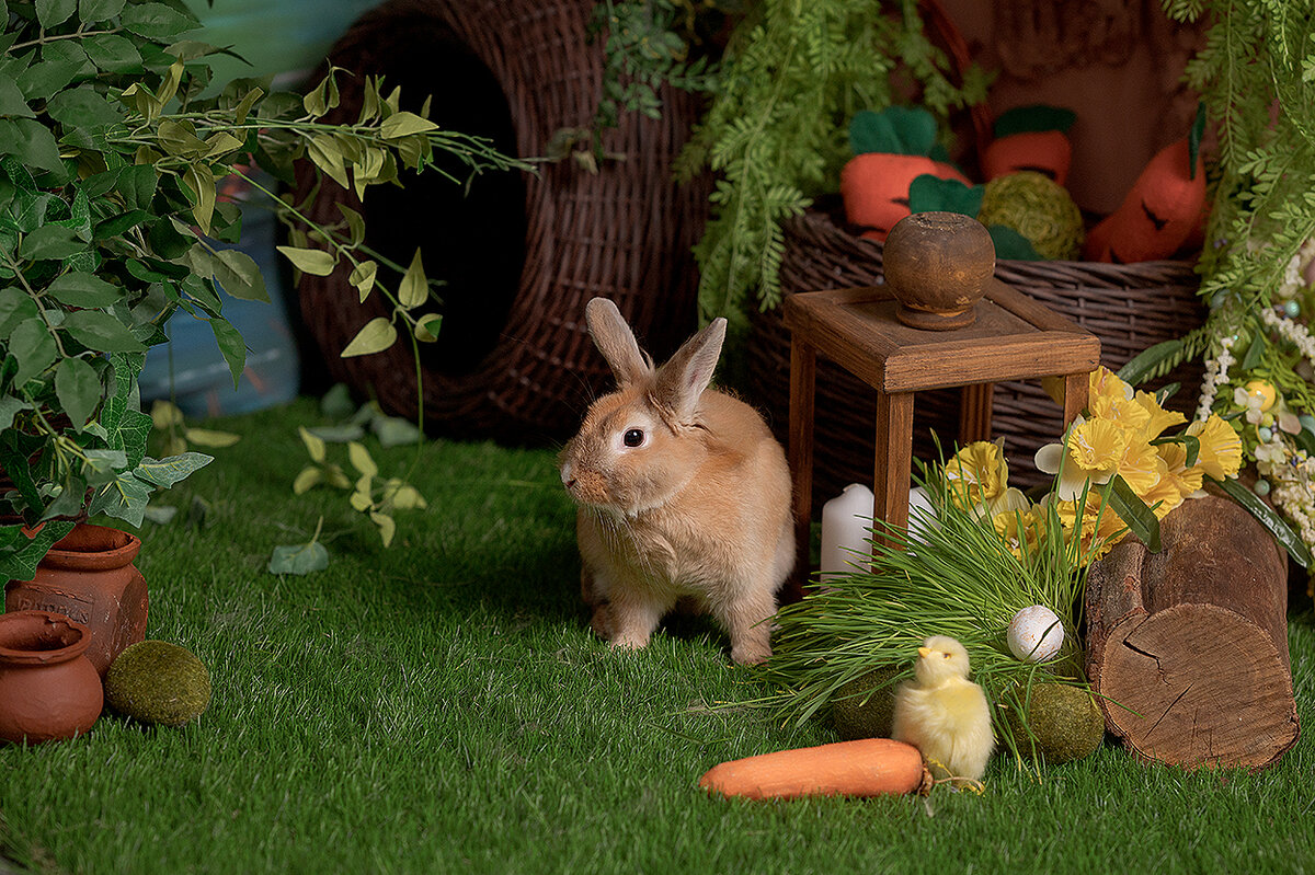 Я люблю фотографировать нашу зайку. Очень рада, что она с нами)