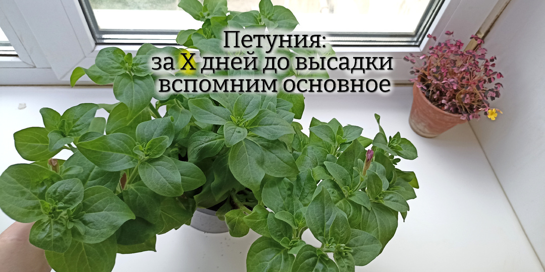 Высадка Петунии 🌺 в кашпо: если сделать всё по правилам, то летом завалит цветами. И надоесть успеет
