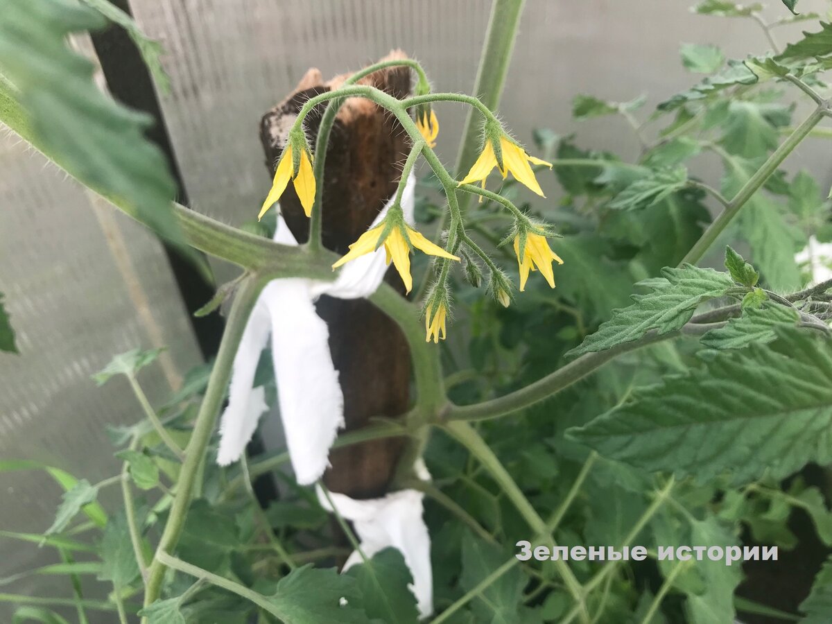 � ������ ������ ��� �� ������ ������, �� � ������ ����