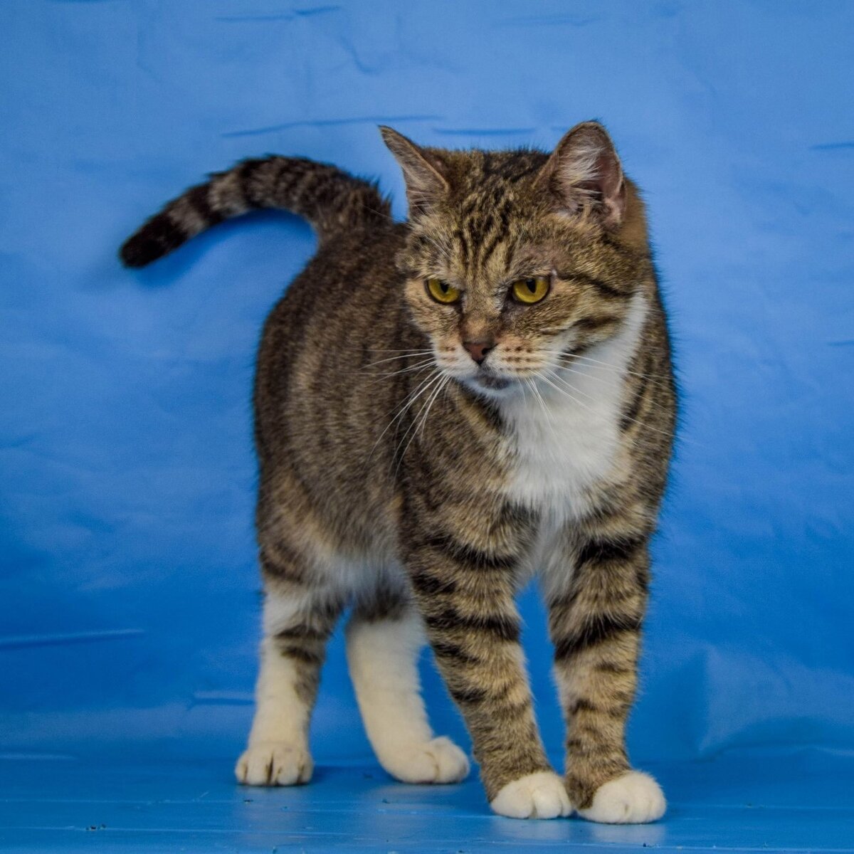 Микаэла/Выставка "Найди друга" 13 мая 2023г. | Центр АНО «ГБР.ЗООЗАЩИТА ...